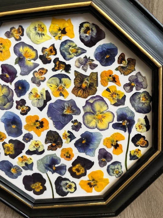 Herbier encadré hexagonal