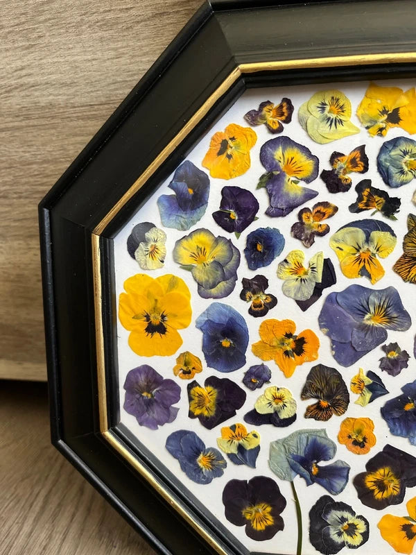 Herbier encadré hexagonal