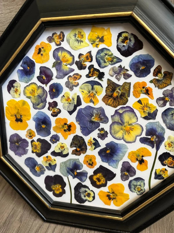 Herbier encadré hexagonal